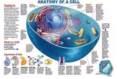 &ldquo;解讀&rdquo;鏈科技:全球首個(gè)哺乳動(dòng)物細(xì)胞圖譜在我國(guó)誕生