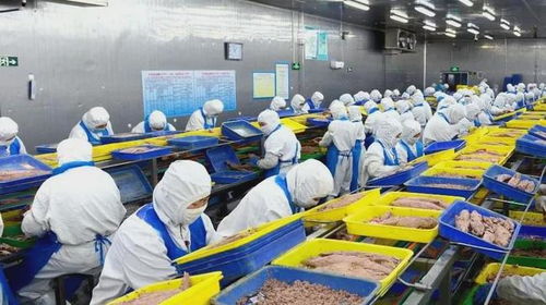 石島創(chuàng)新海洋科技，生物技術(shù)助力漁業(yè)產(chǎn)業(yè)鏈增值